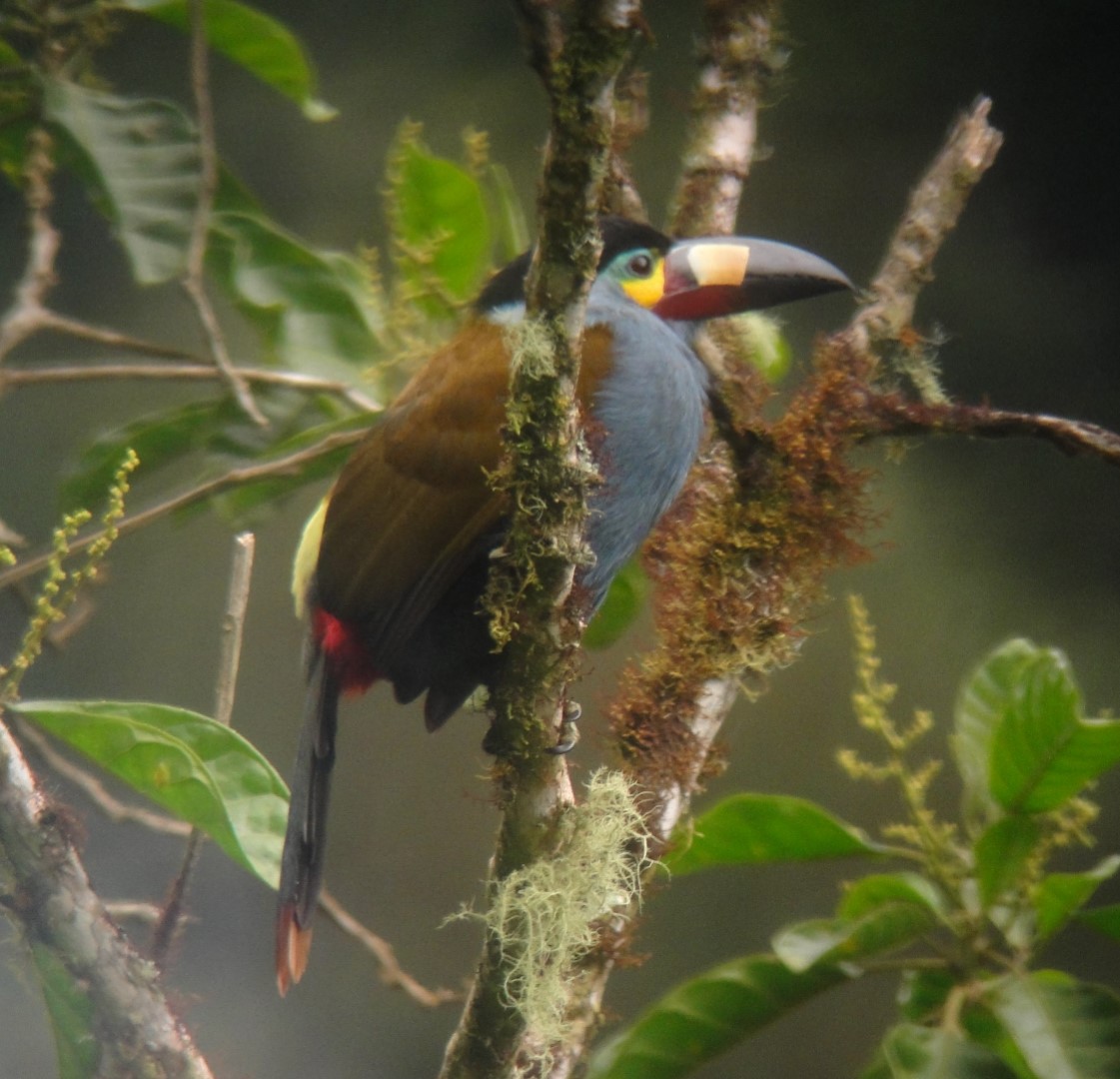 Plate-billed Mountain-Toucan