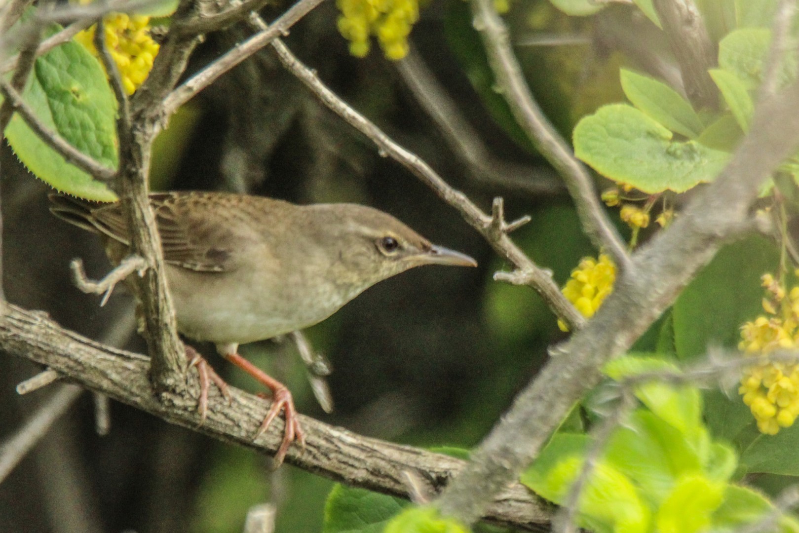 Pleske's Grasshopper Warbler