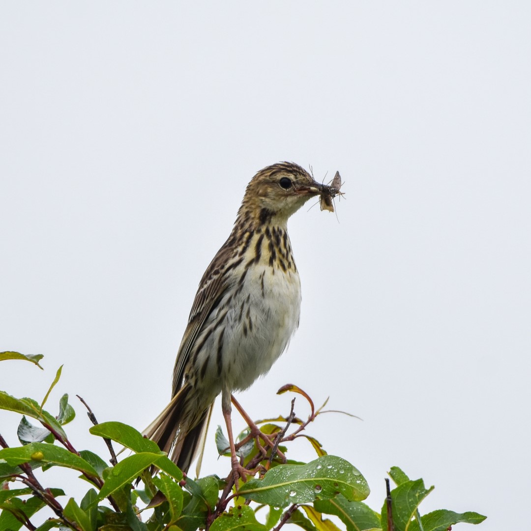Pleske's Pipit