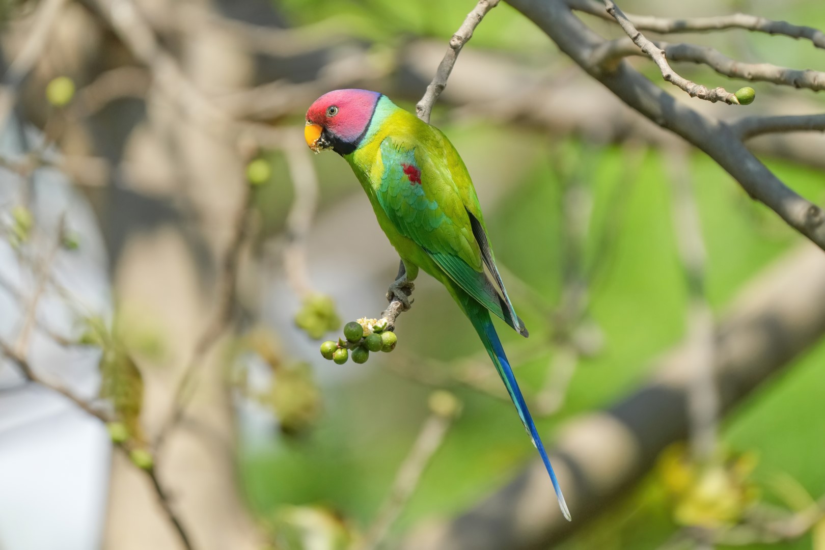 Plum-headed parakeet