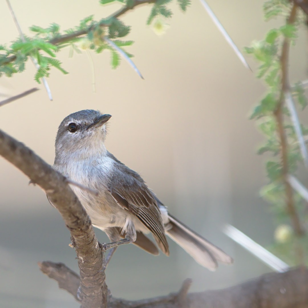 Plumbeous Antvireo