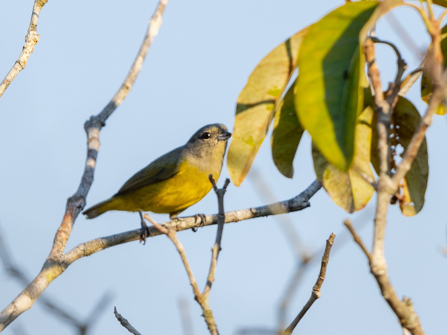 Plumbeous Euphonia