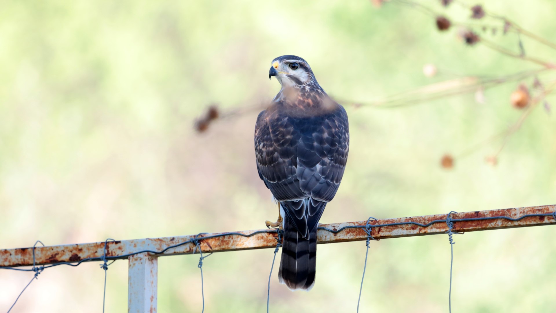 Plumbeous Hawk