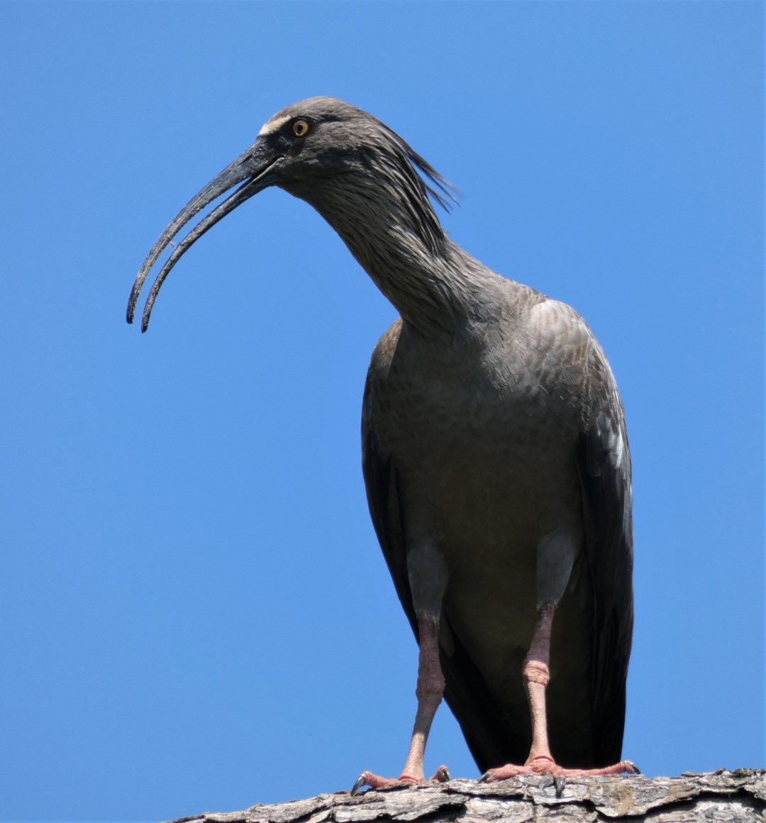 Plumbeous Ibis