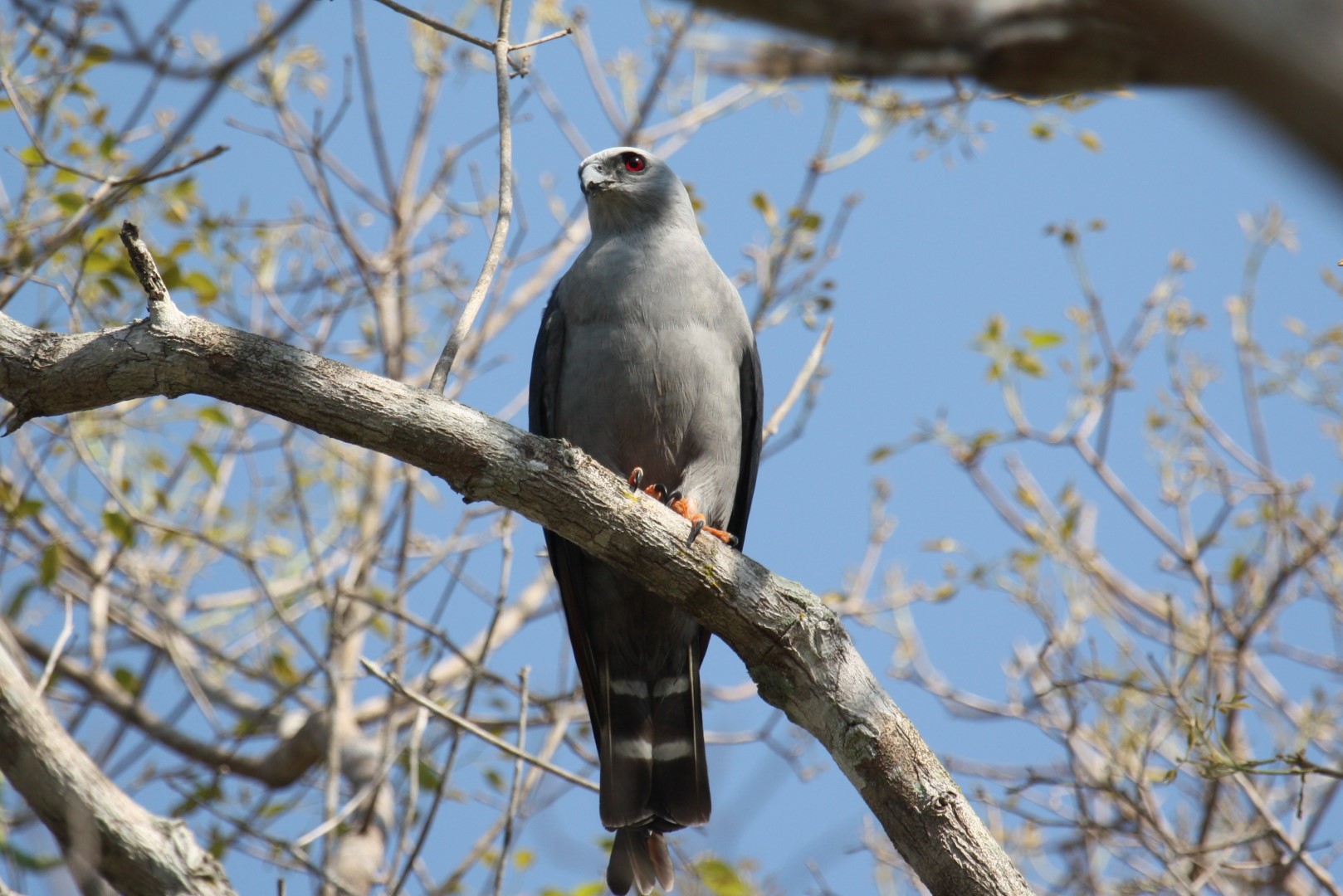 Plumbeous Kite