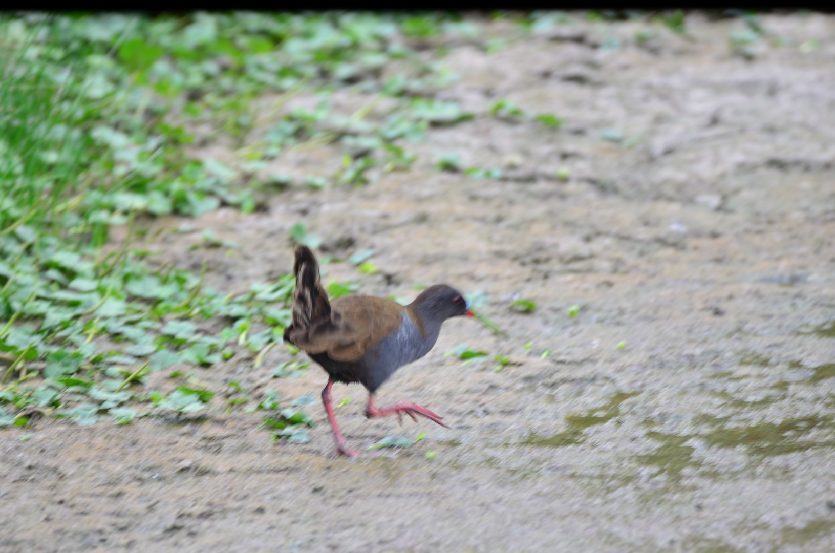 Plumbeous Rail