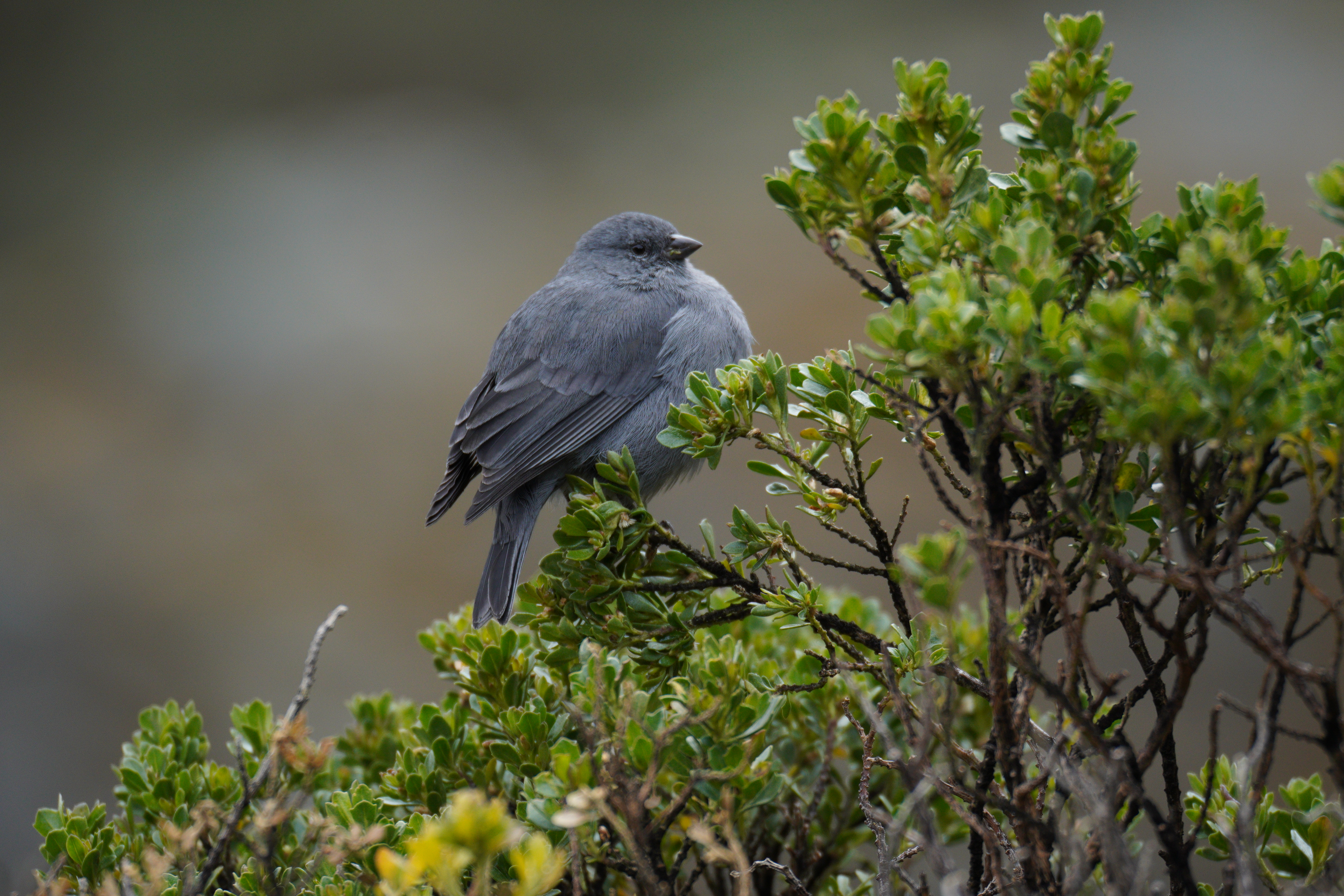 Plumbeous Sierra Finch