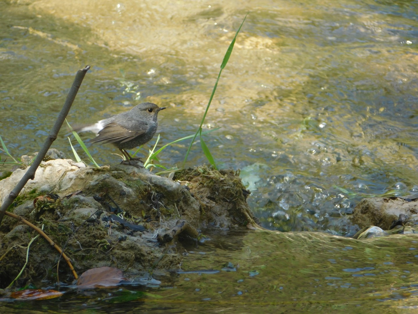 Plumbeous Water Redstart