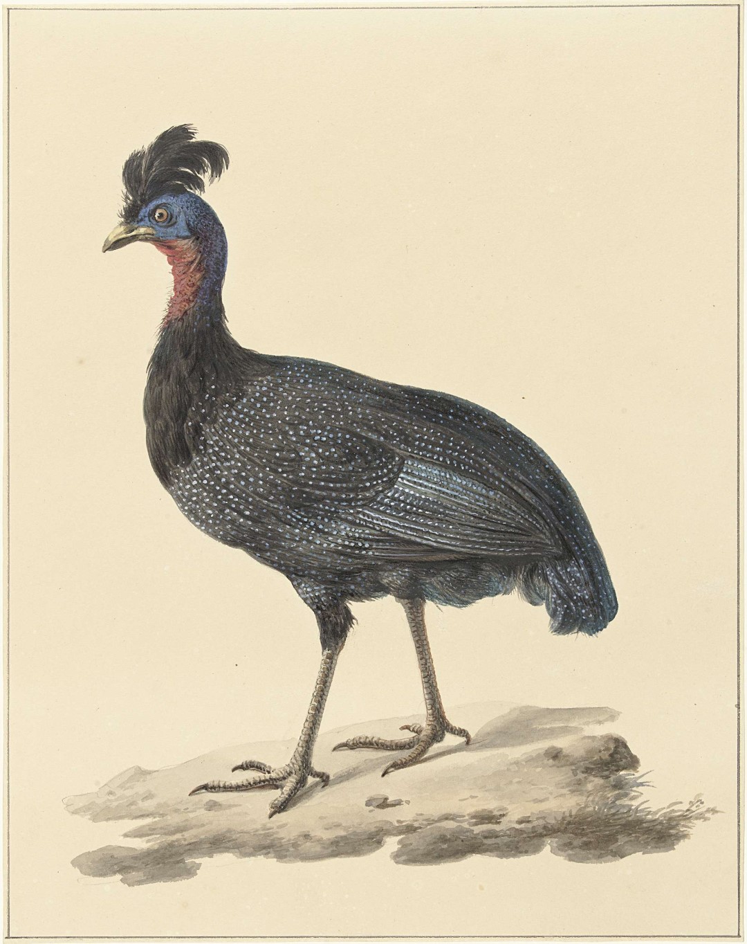 Plumed Guineafowl