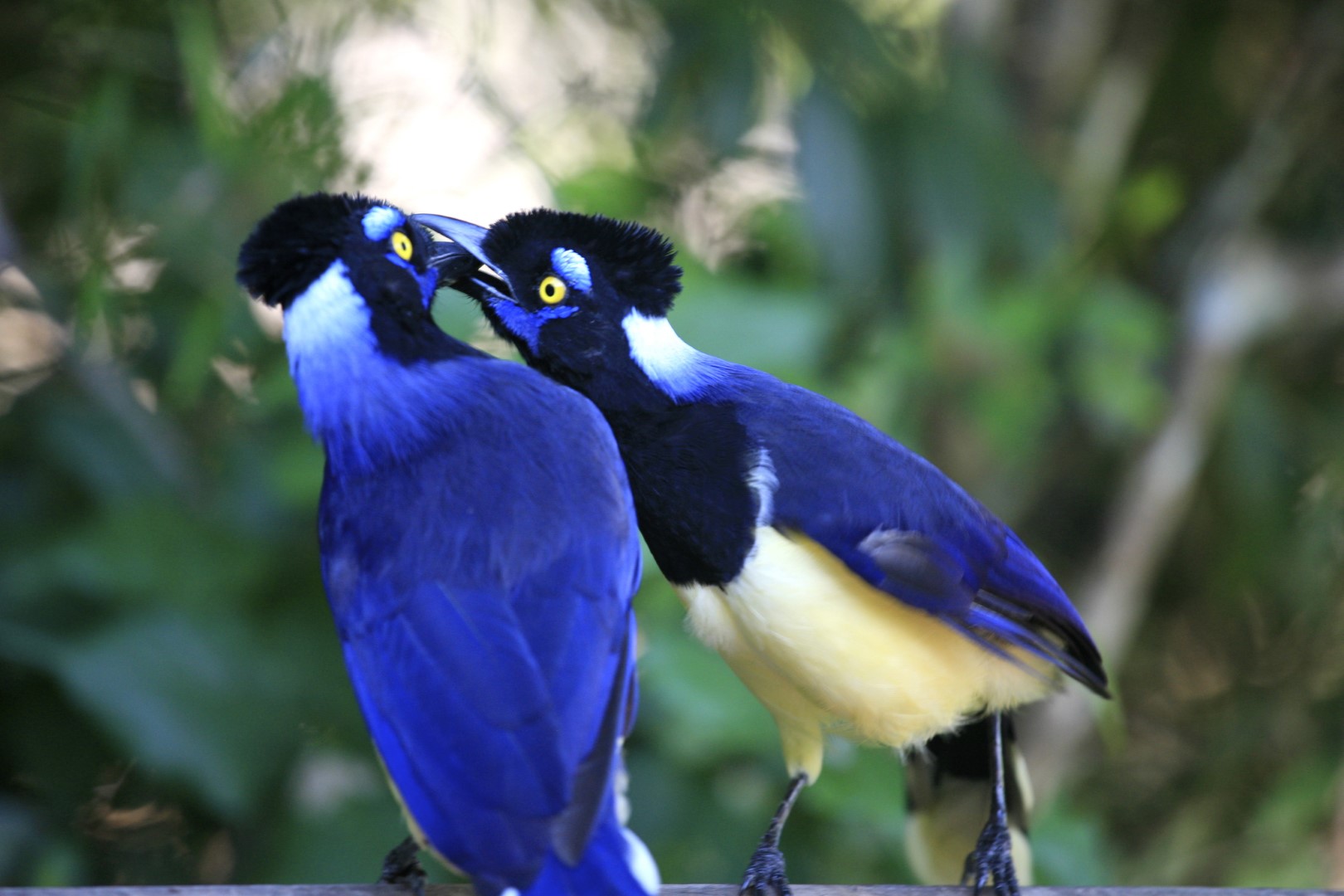 Plush-crested Jay