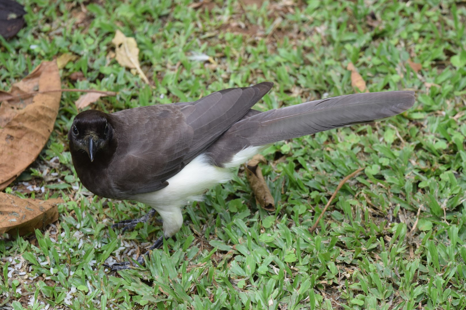 Plush-crested Jay