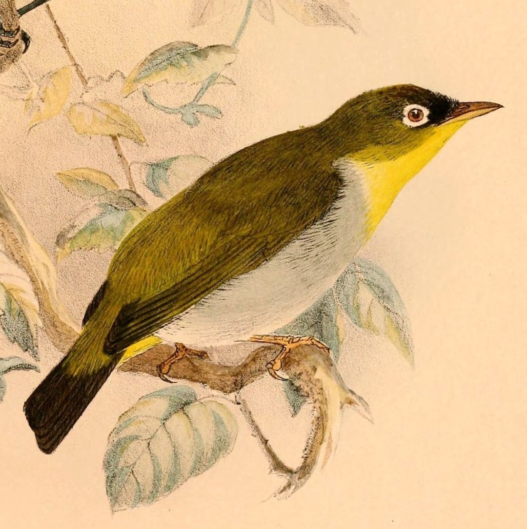 Pohnpei white-eye
