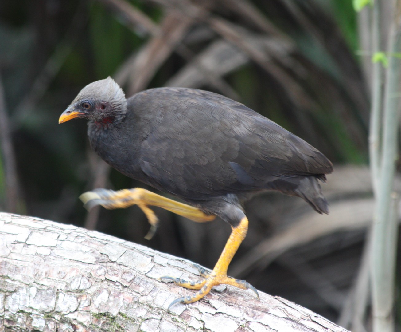 Polynesian Megapode