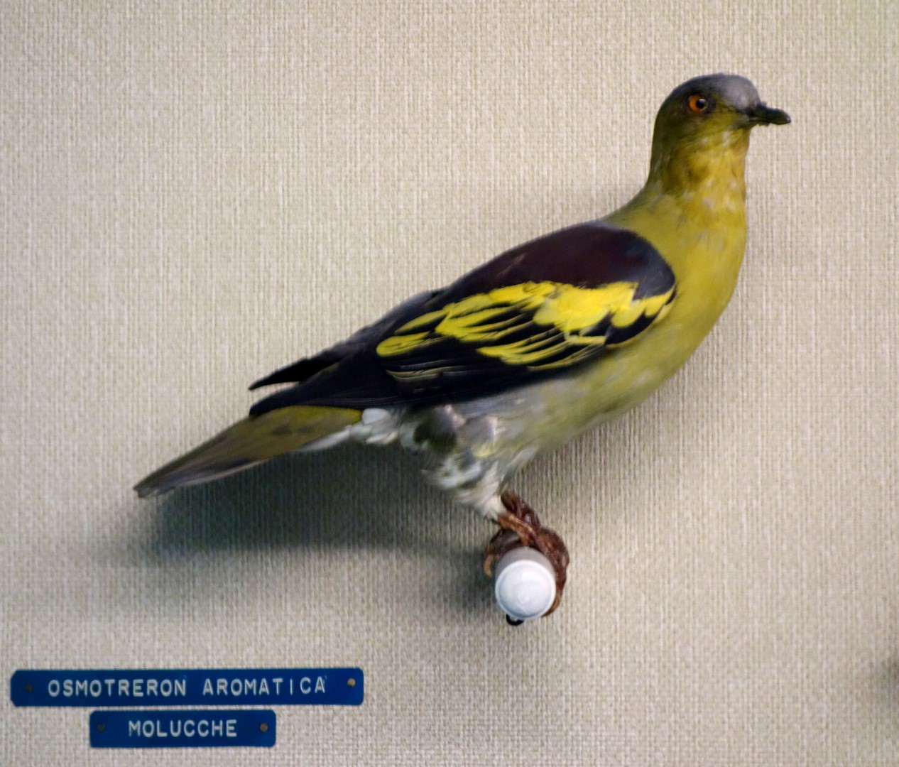 Pompadour Green Pigeon