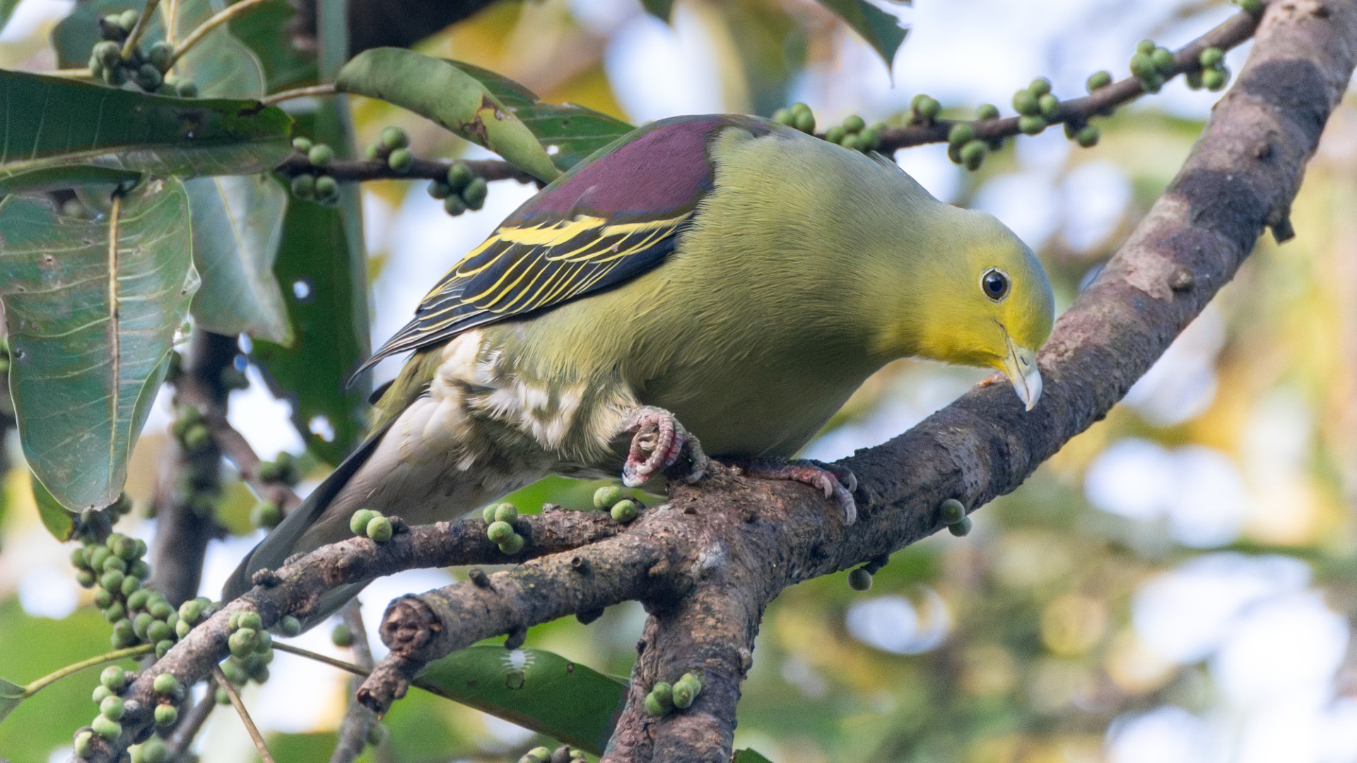 Pompadour Green Pigeon
