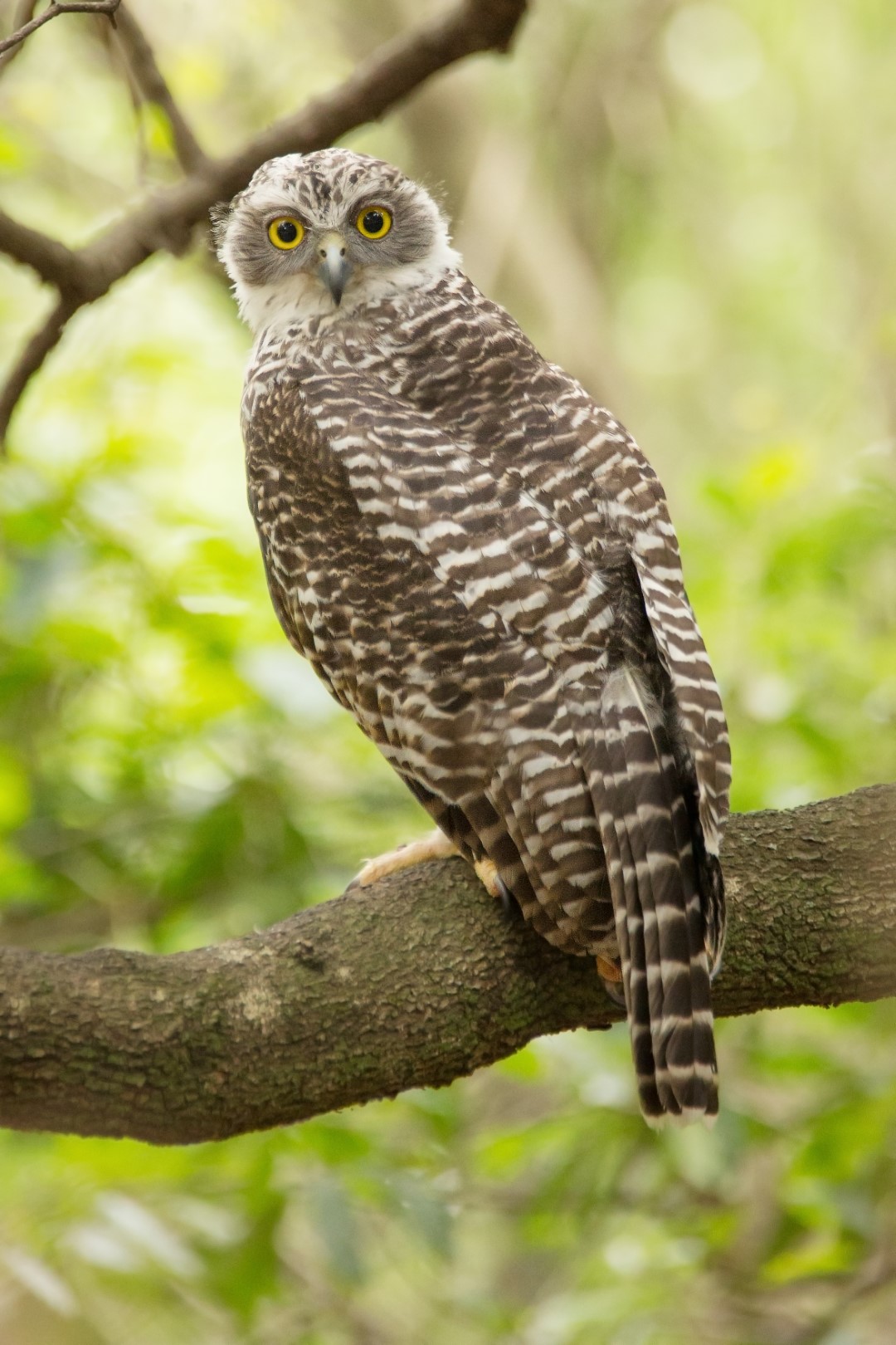 Powerful Owl