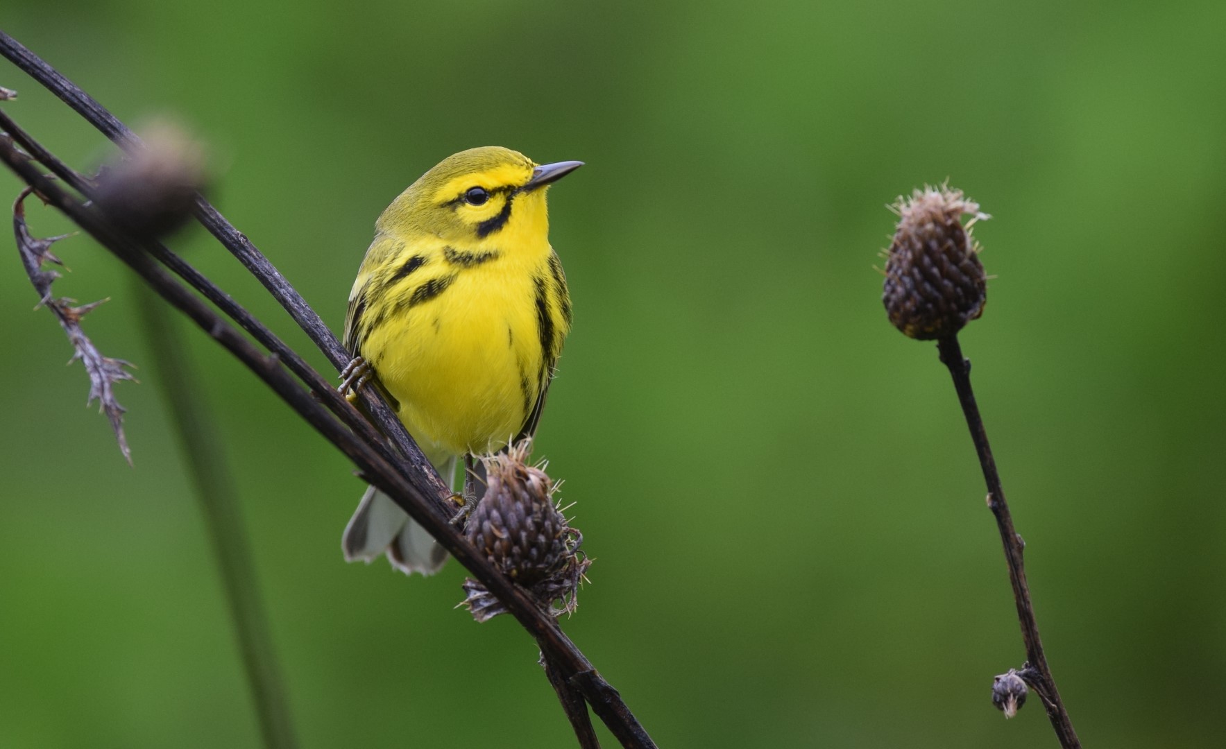 Prairie Warbler