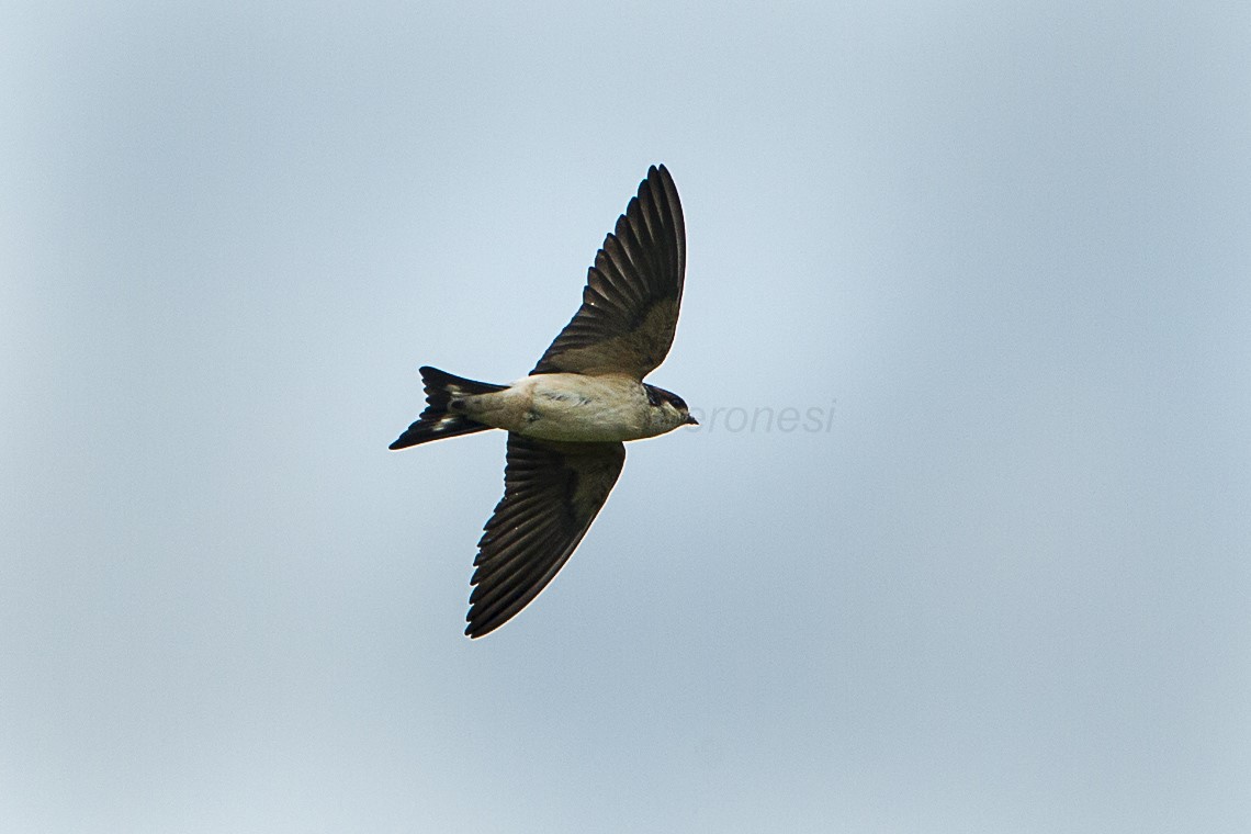 Preuss's Cliff Swallow