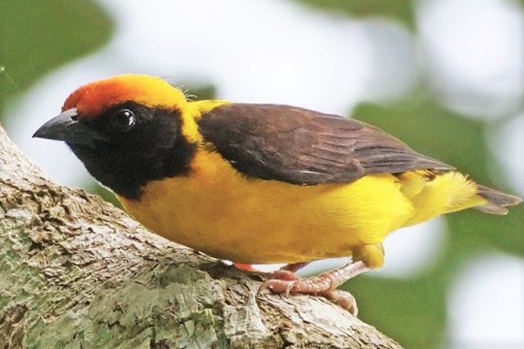 Preuss's weaver