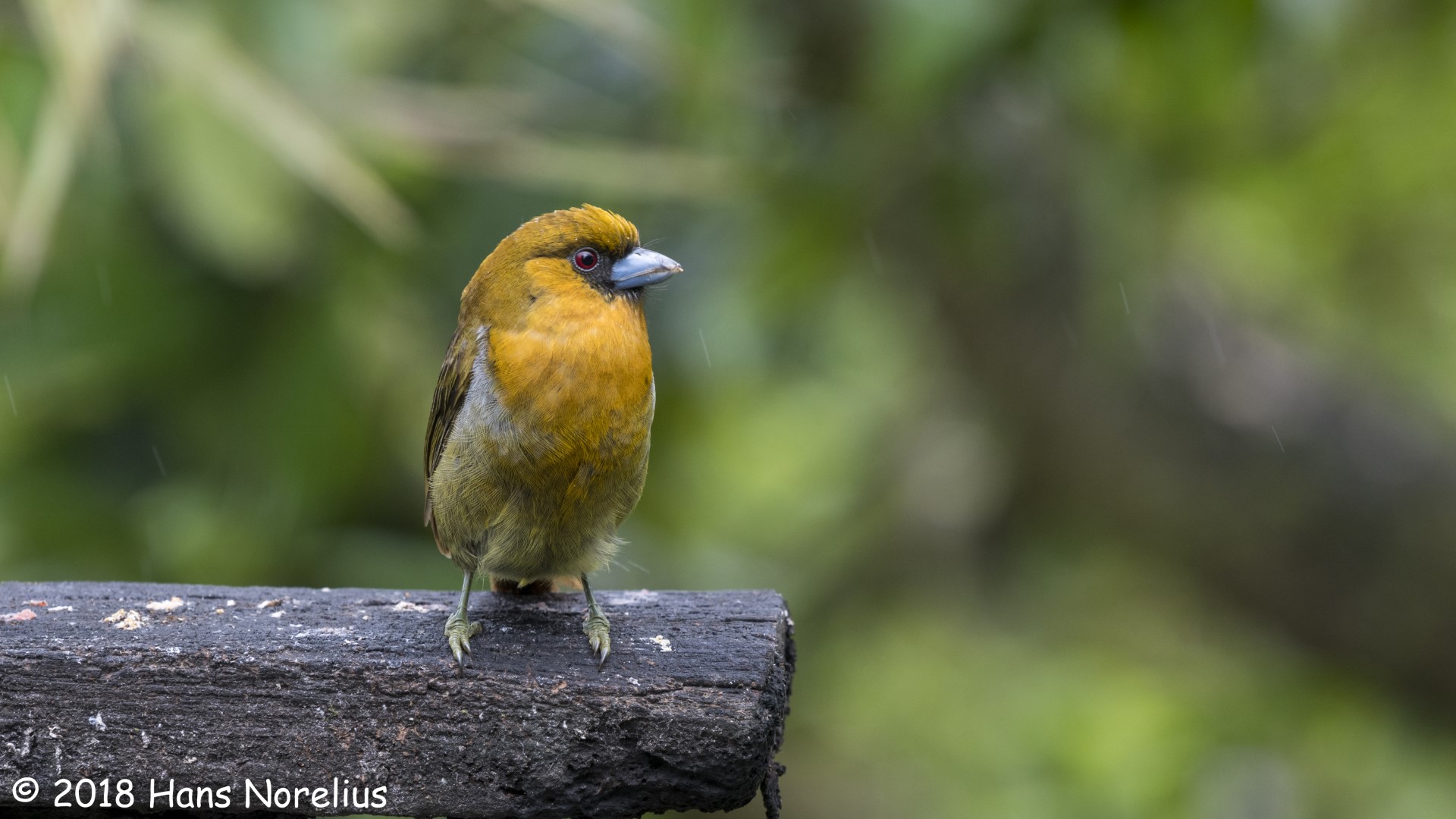 Prong-billed Barbet