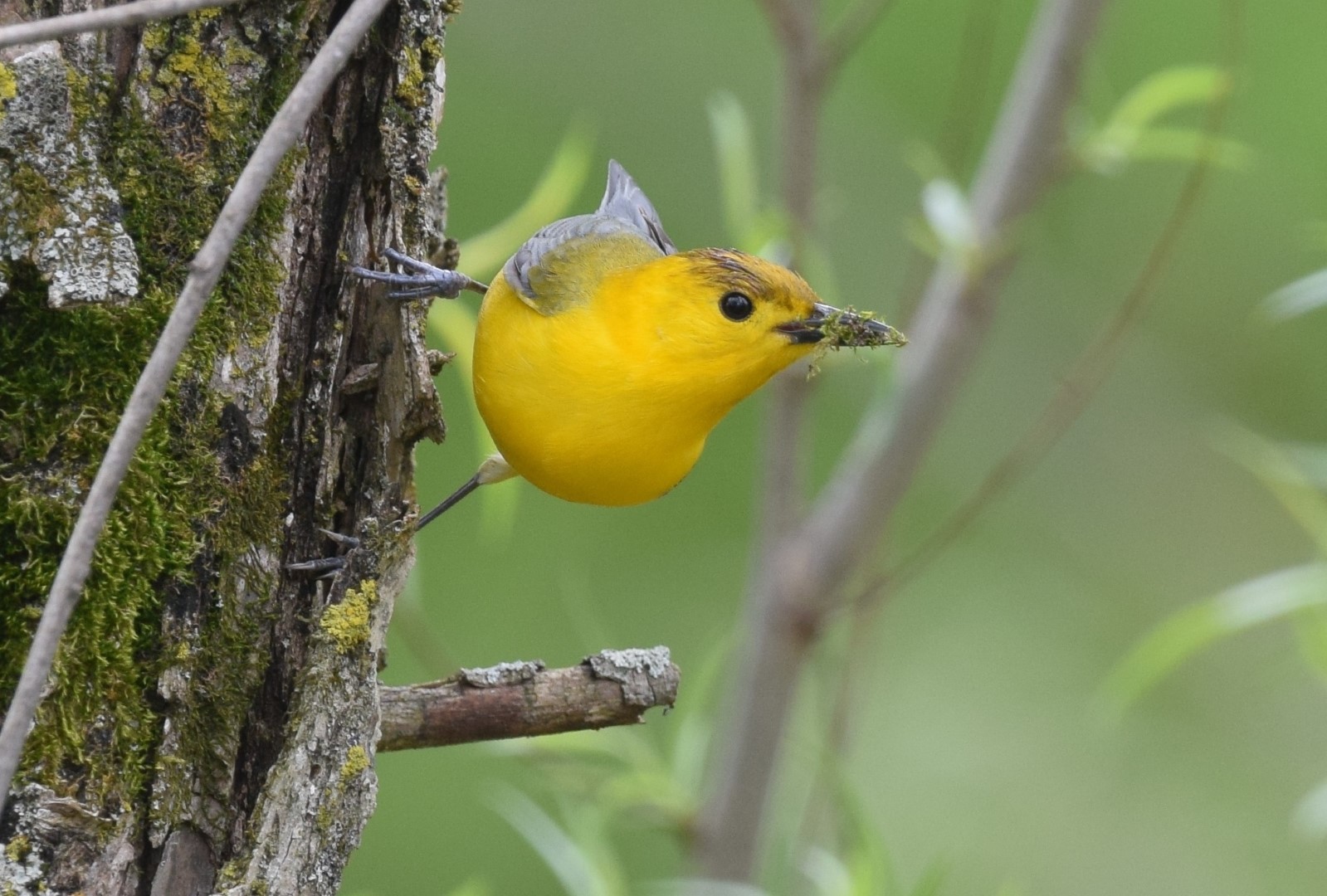 Prothonotary Warbler