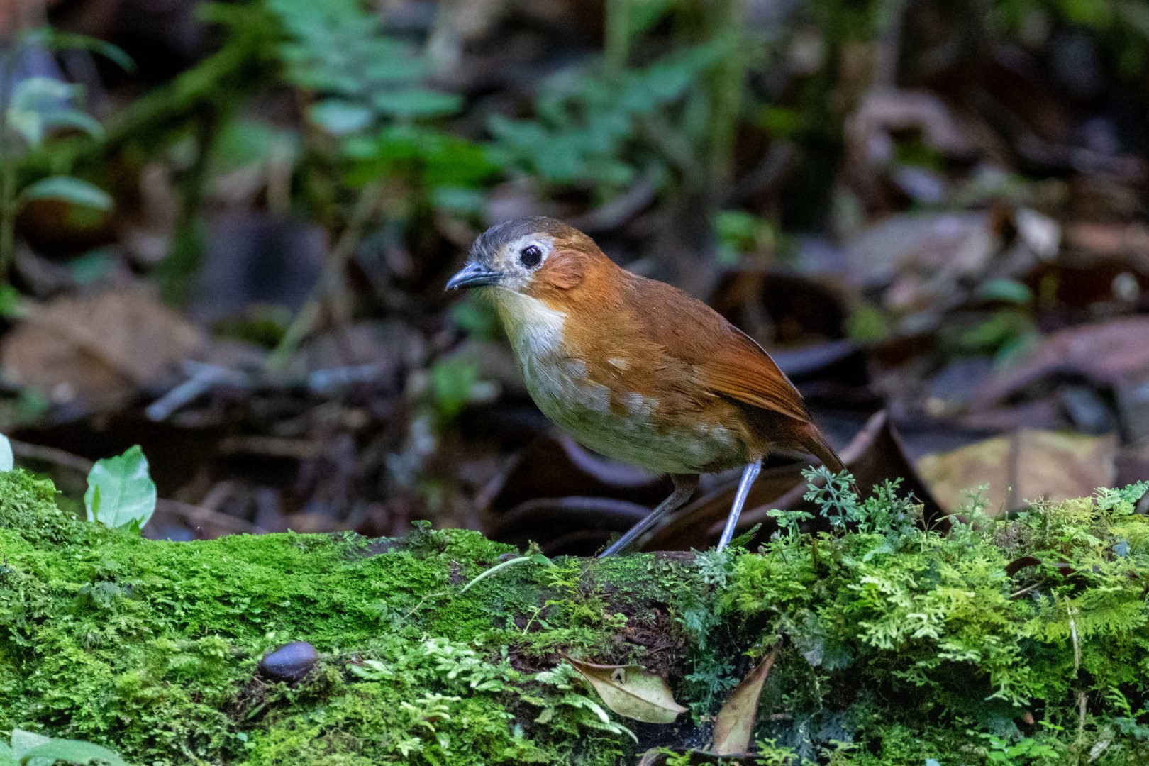 Przewalski's Antpitta