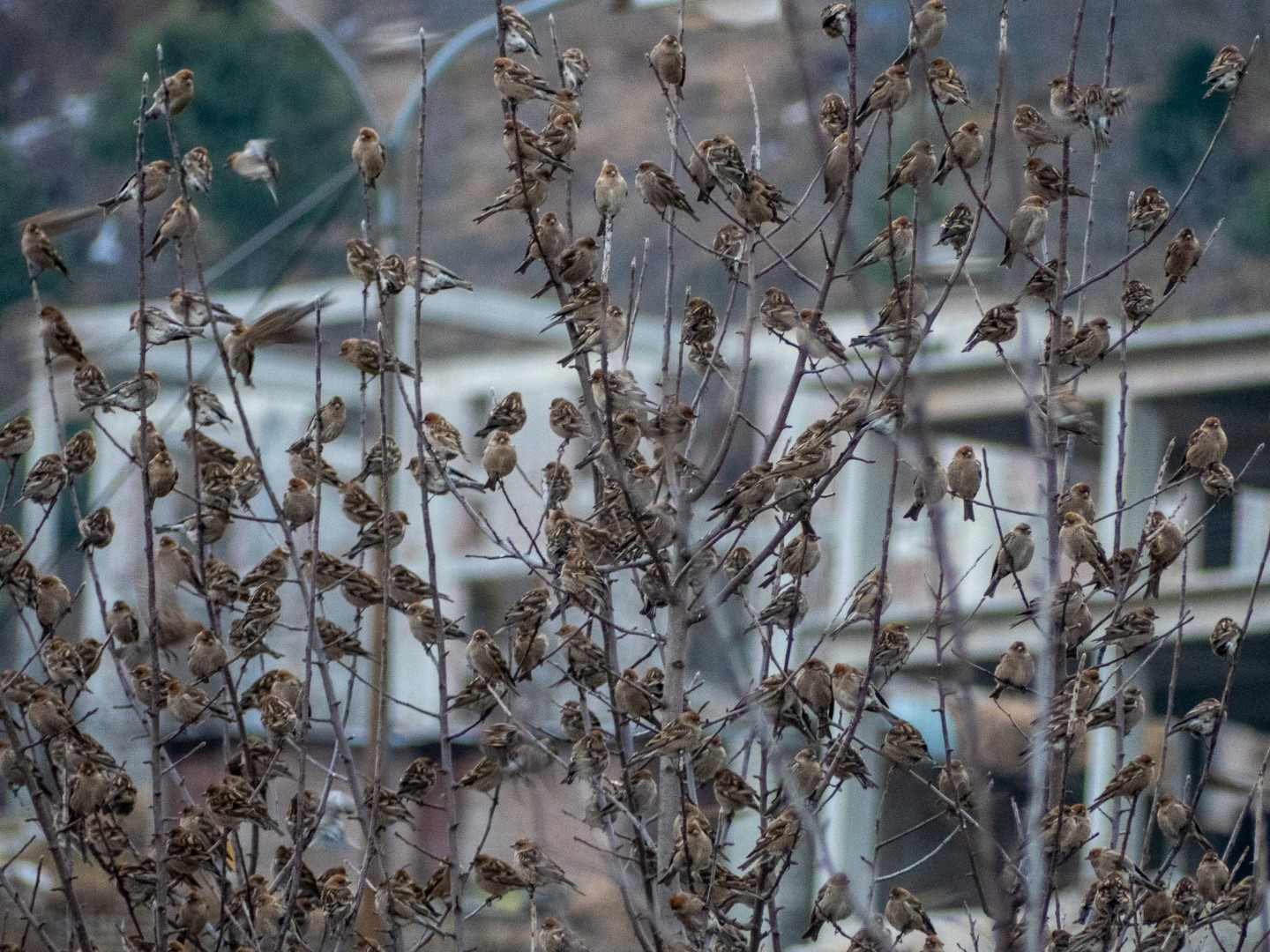 Przewalski's Rosefinch