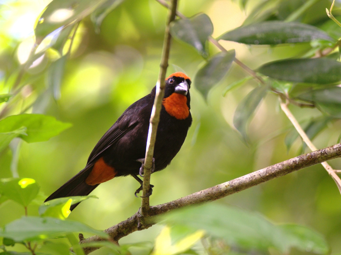 Puerto Rican Bullfinch