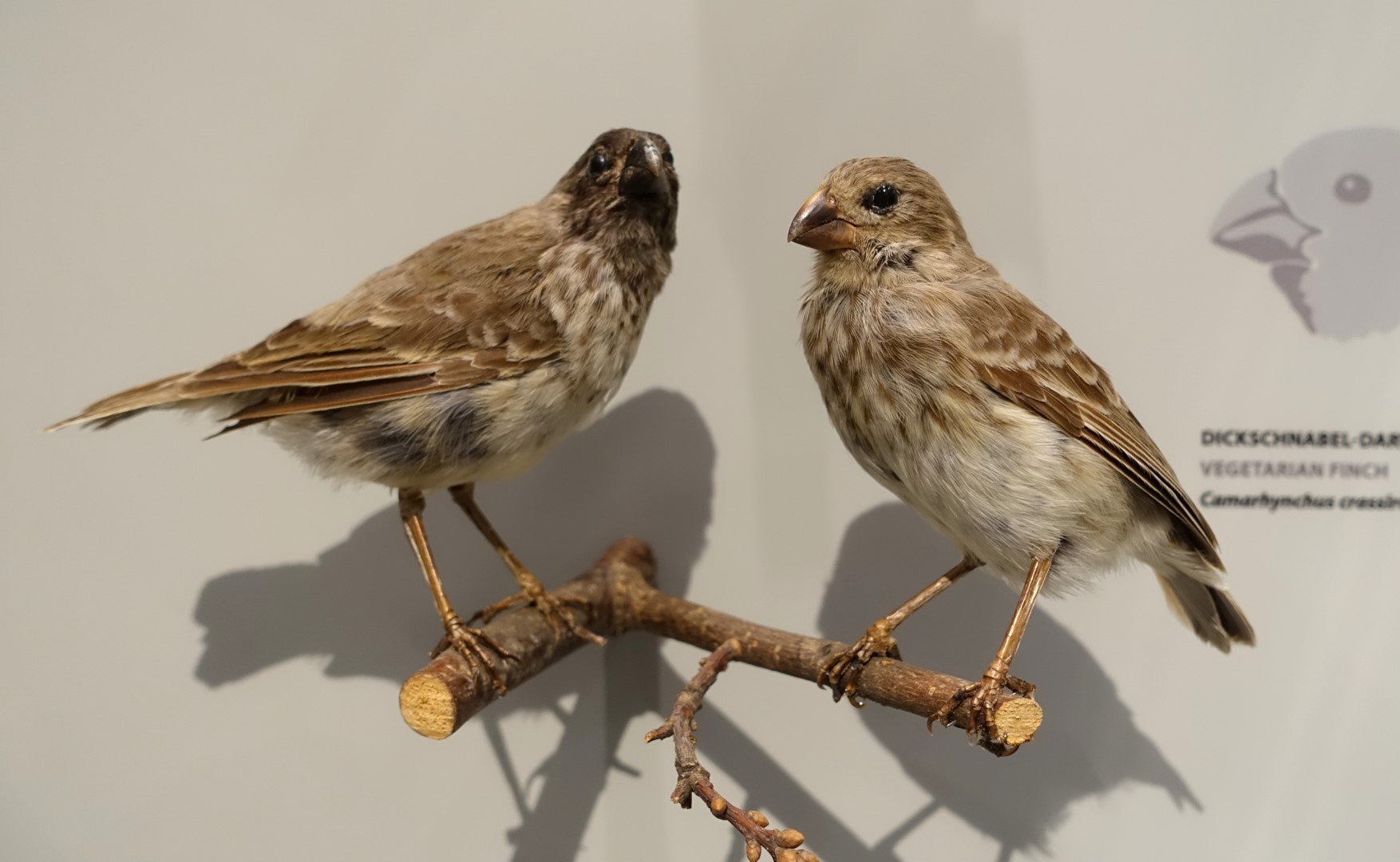Puerto Rican Bullfinch