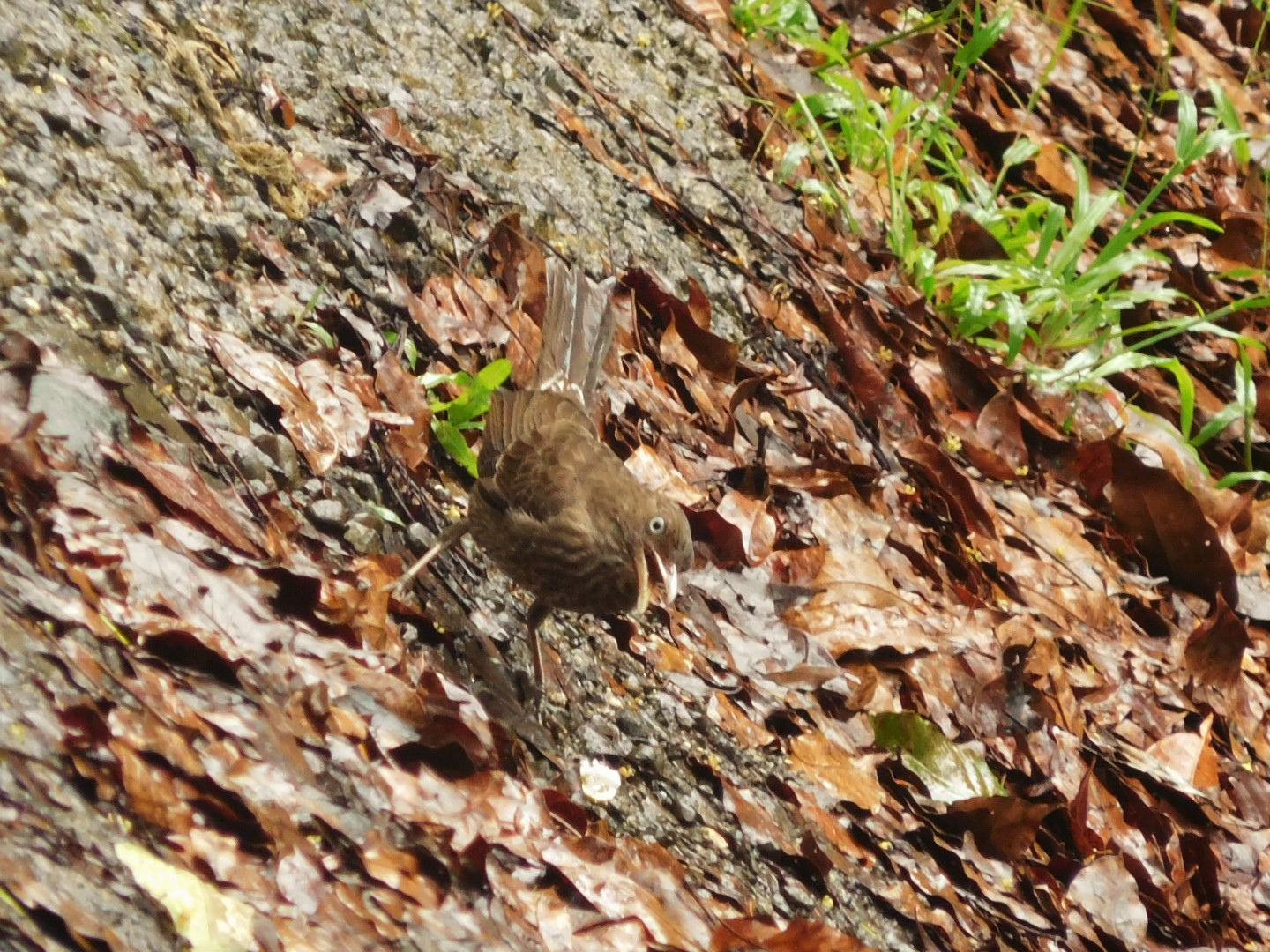 Puerto Rican Bullfinch