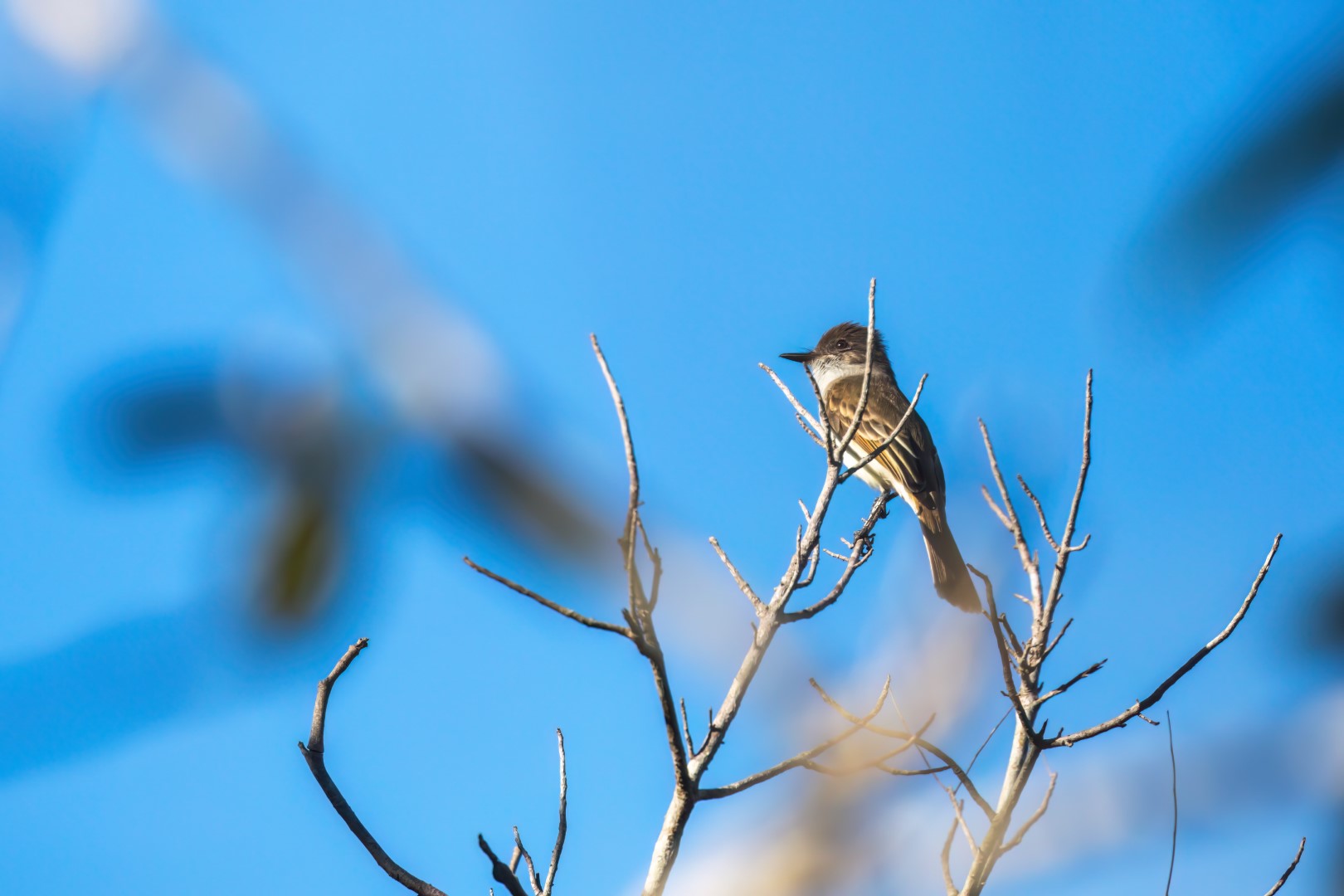 Puerto Rican Flycatcher