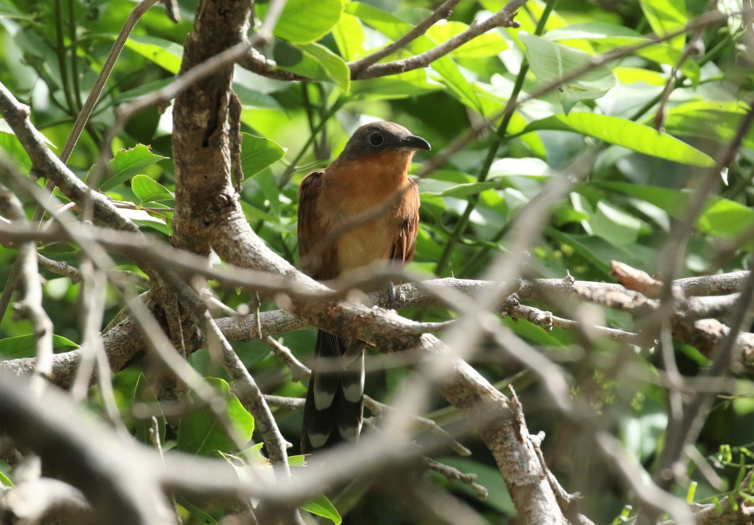 Puerto Rican Lizard-Cuckoo