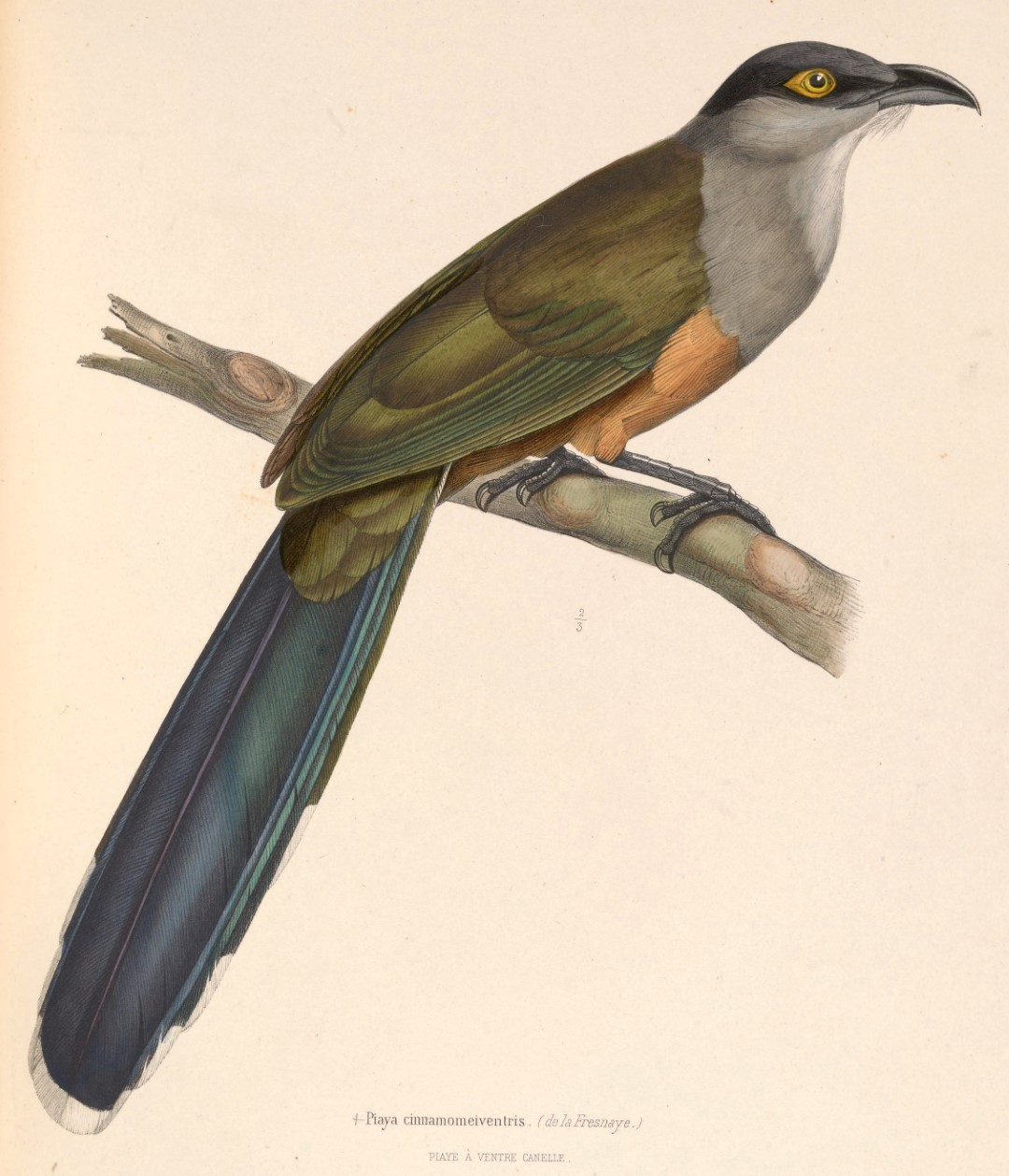 Puerto Rican Lizard-Cuckoo