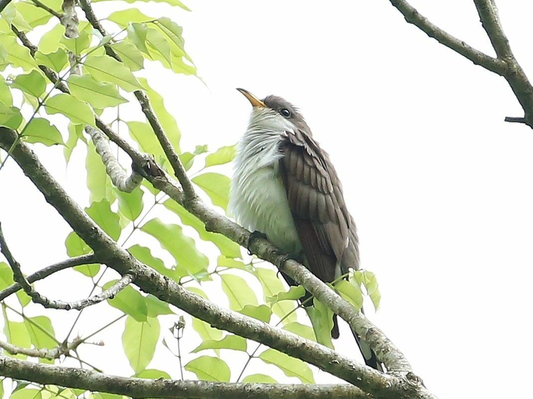 Puerto Rican Lizard-Cuckoo