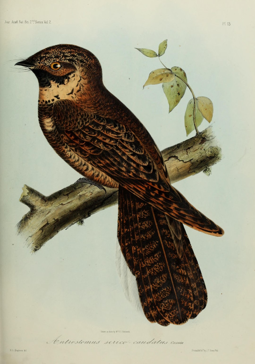 Puerto Rican Nightjar