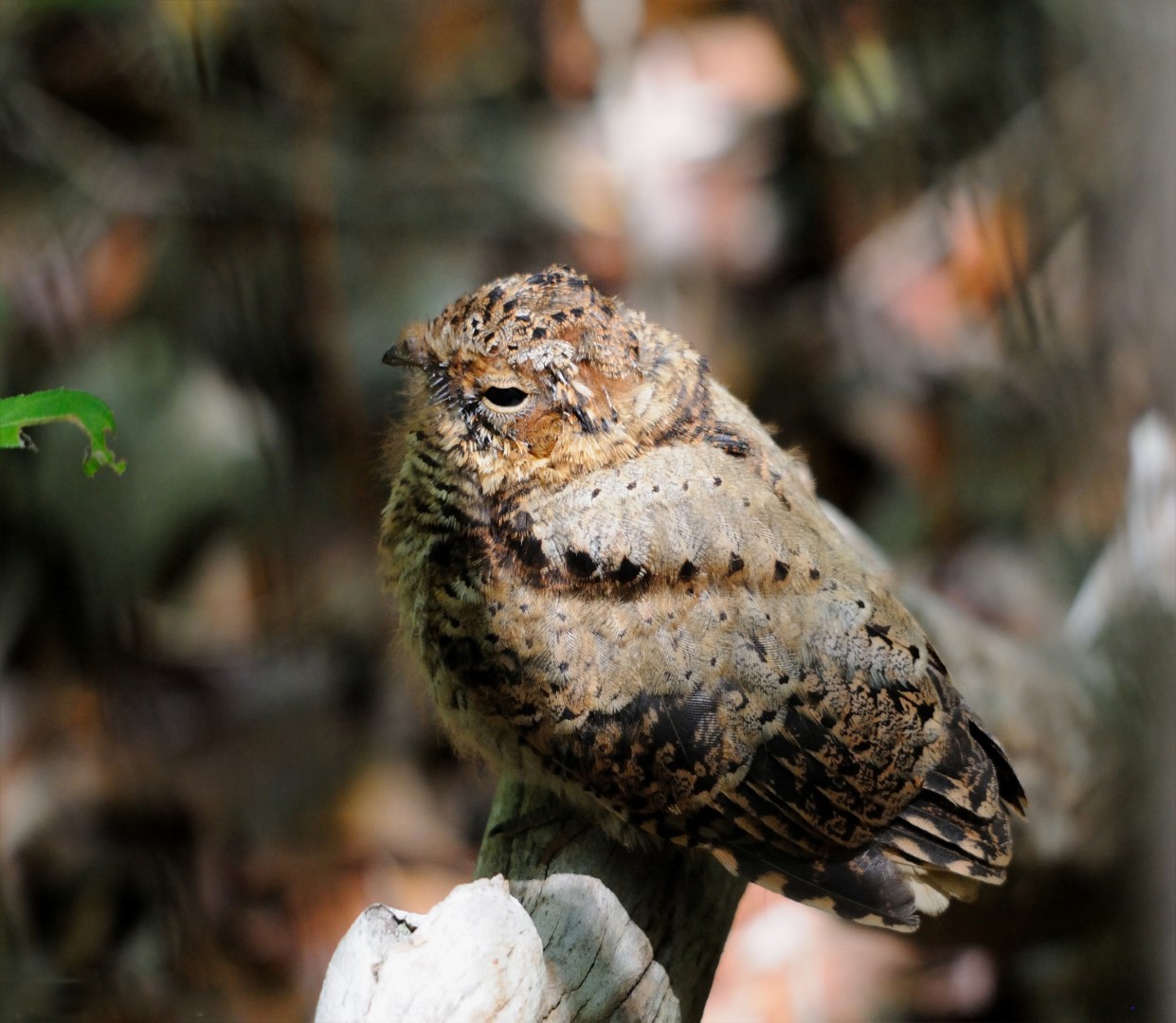 Puerto Rican Nightjar