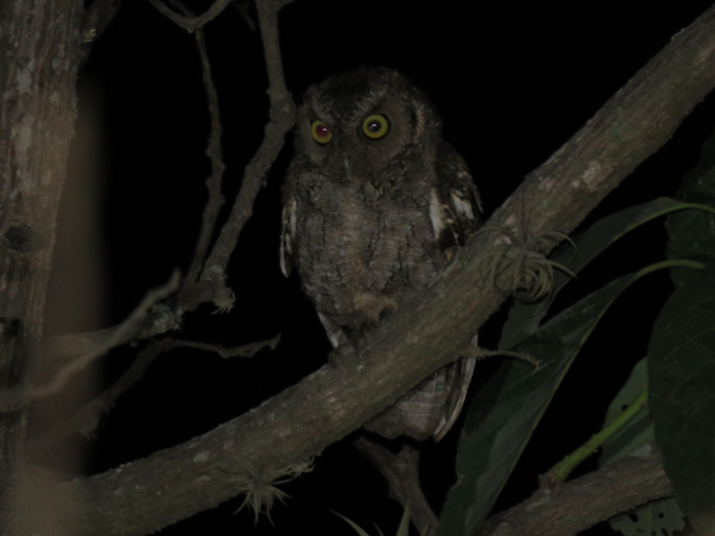 Puerto Rican Screech Owl