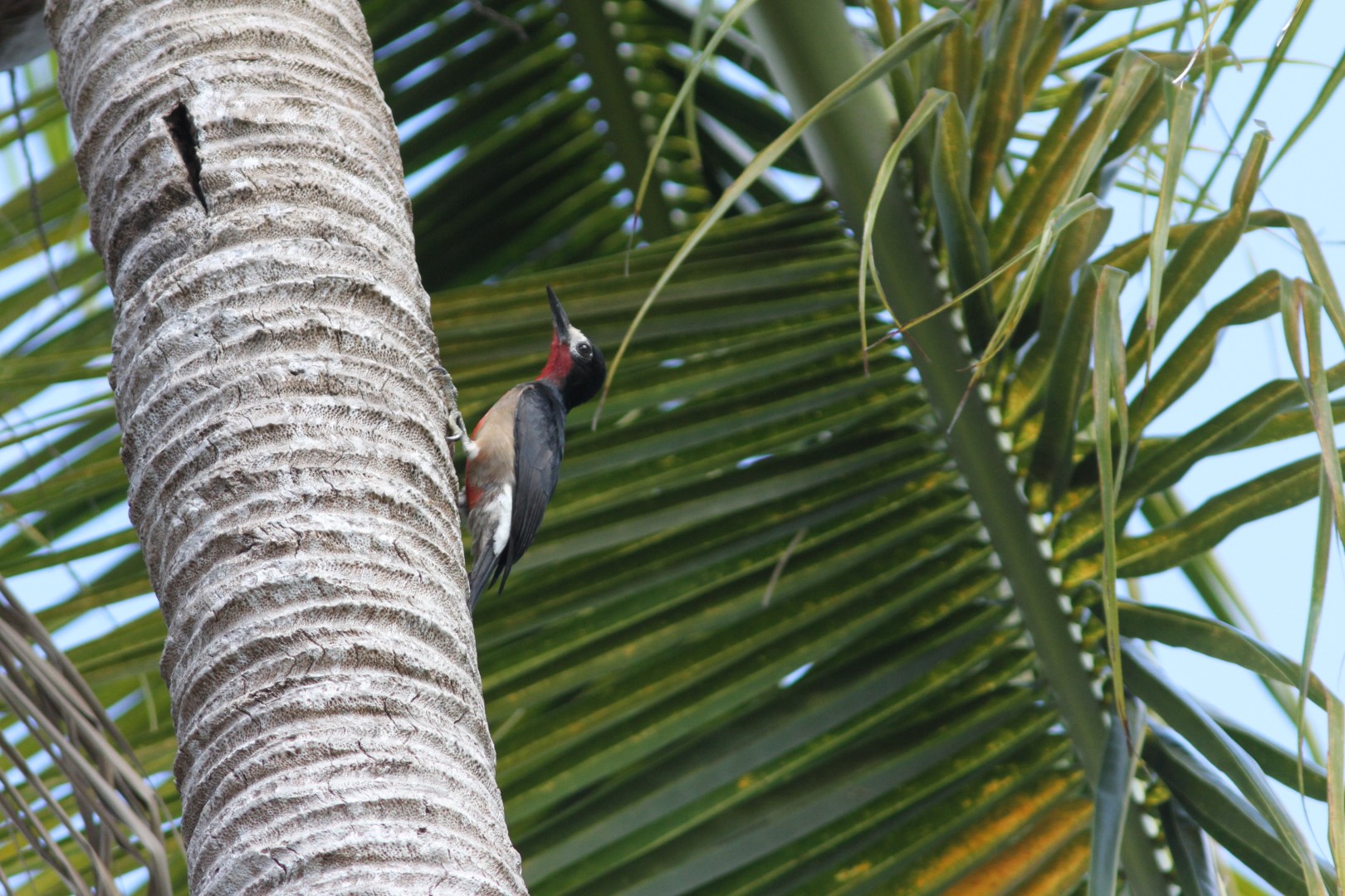 Puerto Rican Woodpecker