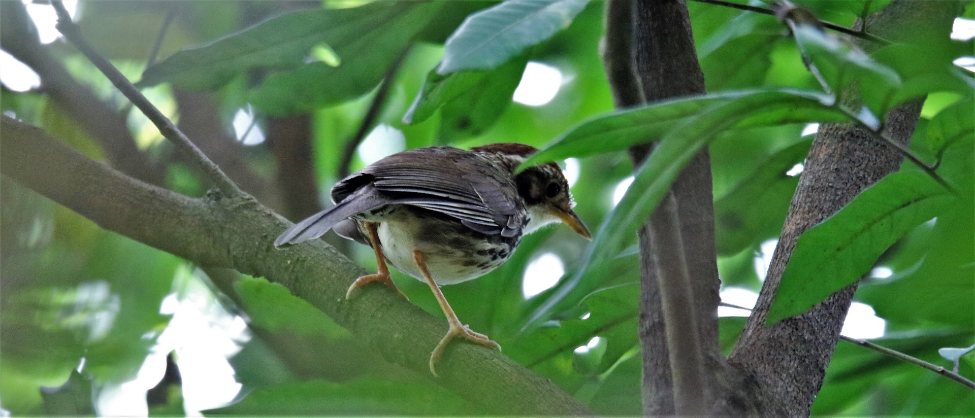 Puff-throated babbler