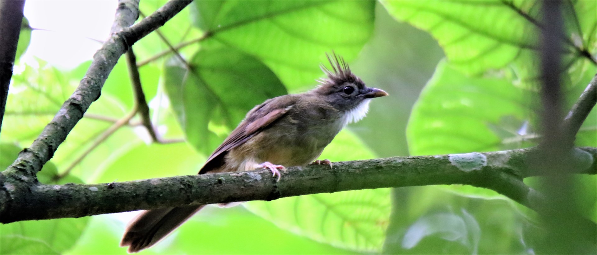 Puff-throated bulbul