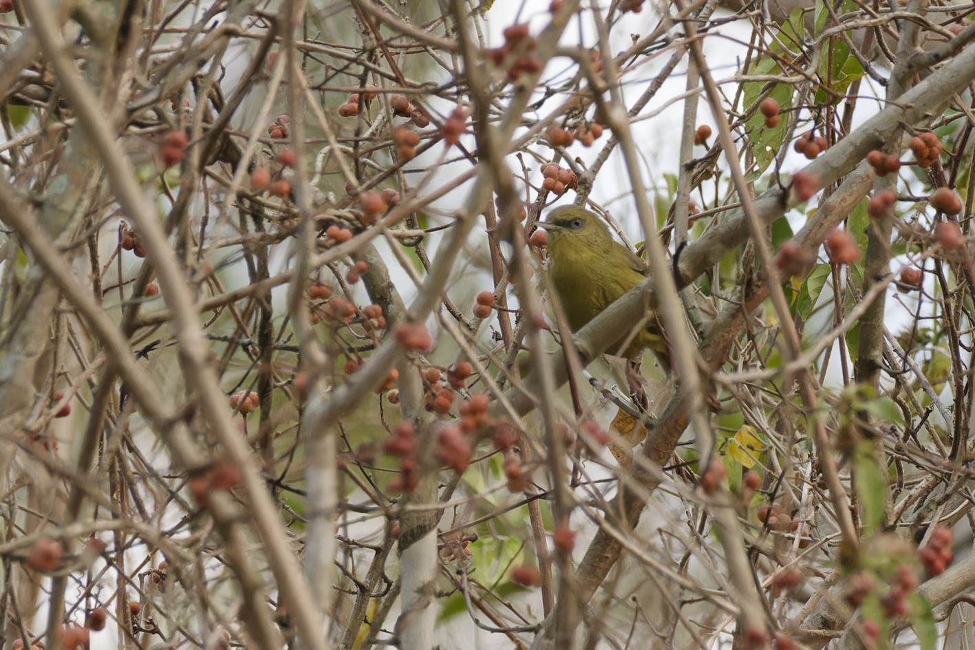 Pulitzer's warbler