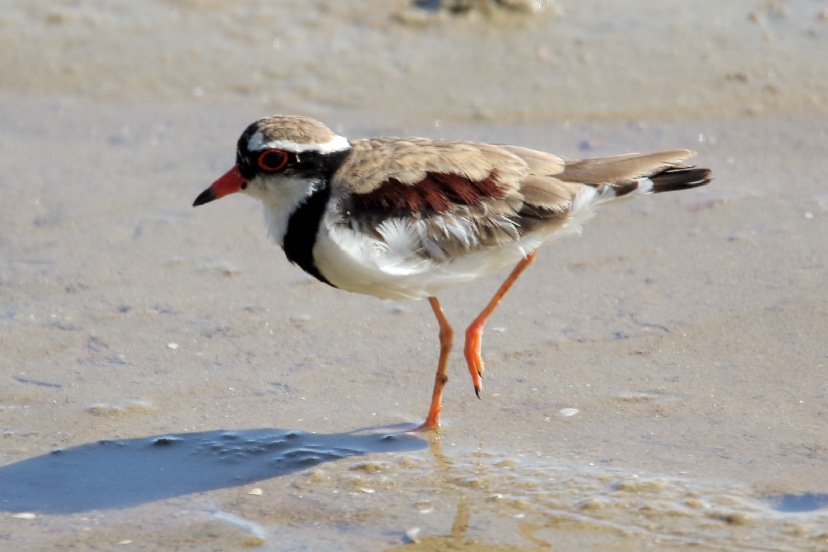 Puna plover