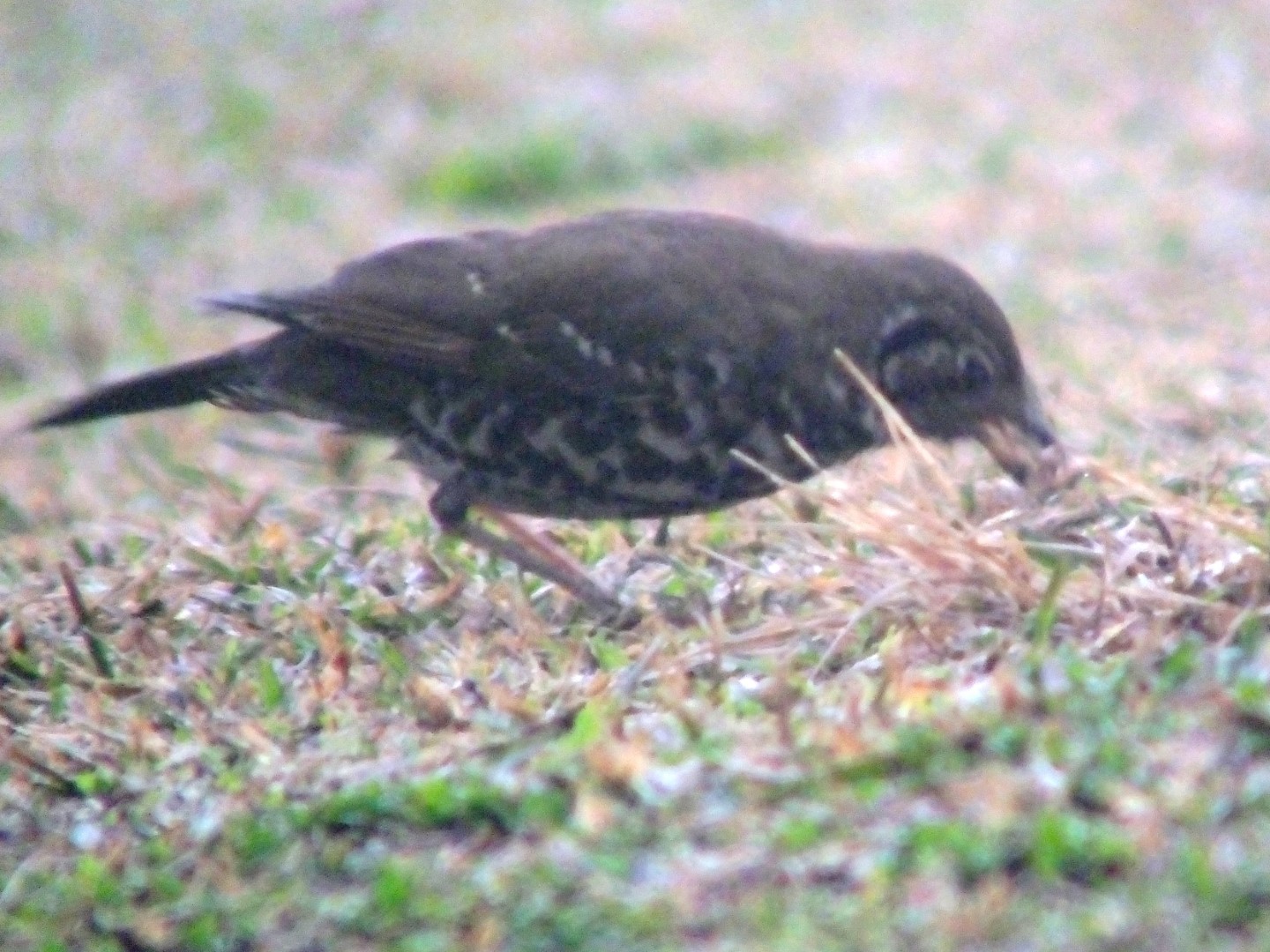 Purple-backed Thrush