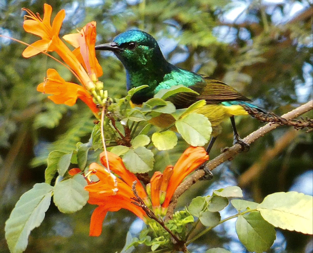 Purple-banded Sunbird