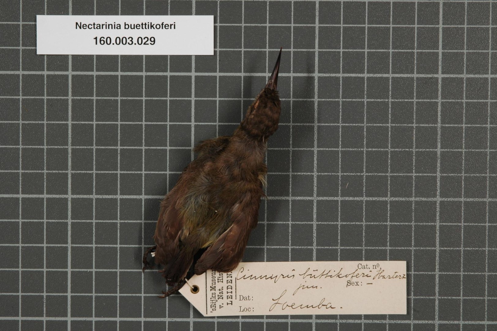 Purple-banded Sunbird