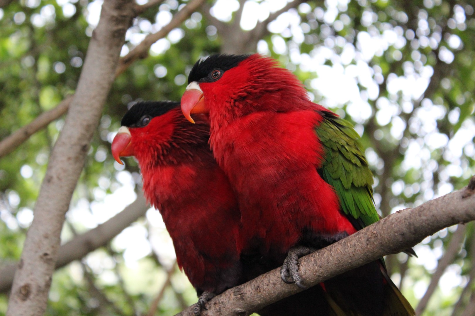 Purple-bellied Lory