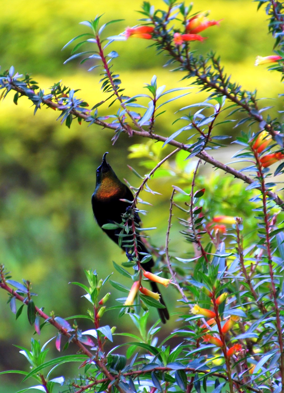 Purple-breasted Sunbird