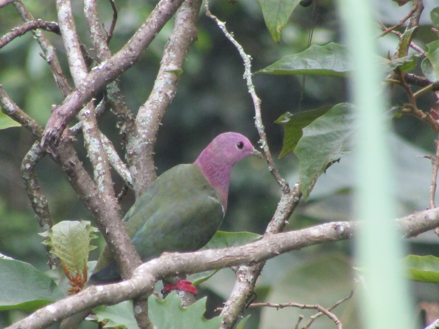 Purple-capped Fruit Dove