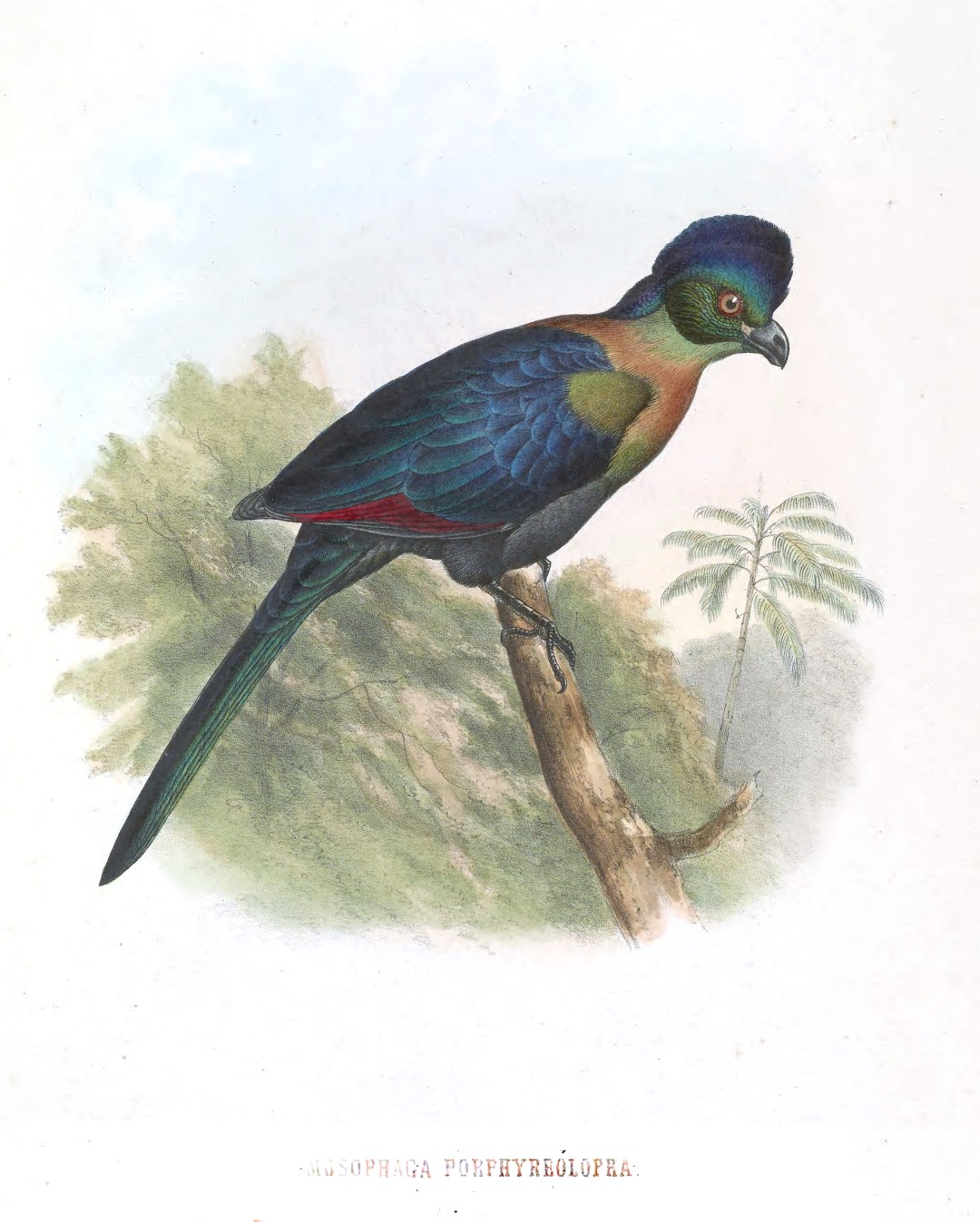 Purple-crested Turaco