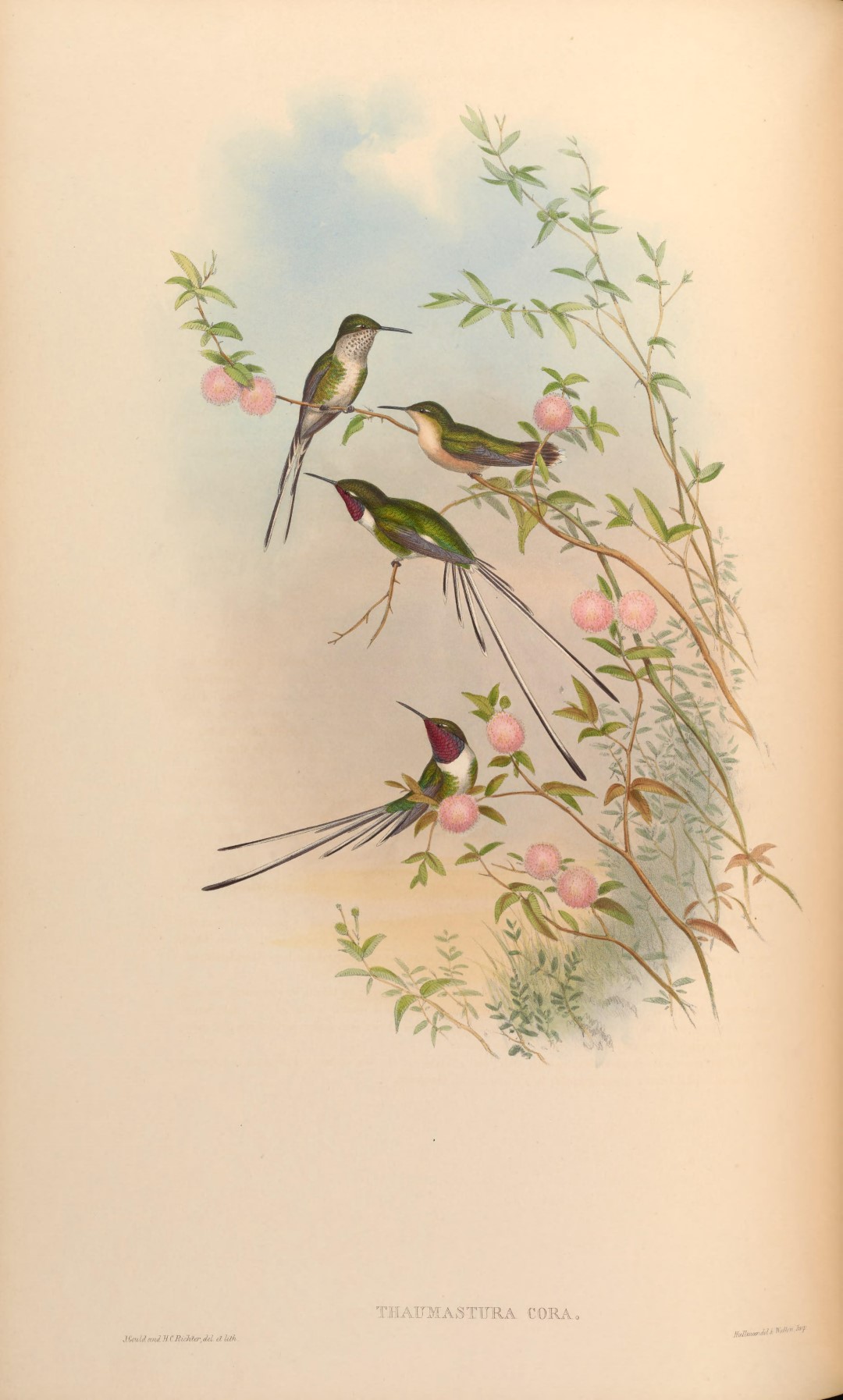 Purple-crowned Fairy